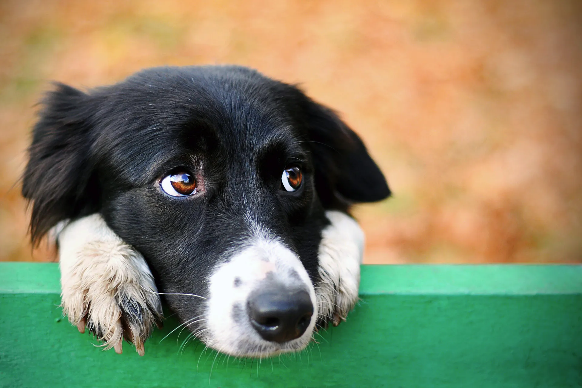 フリーフル合同会社