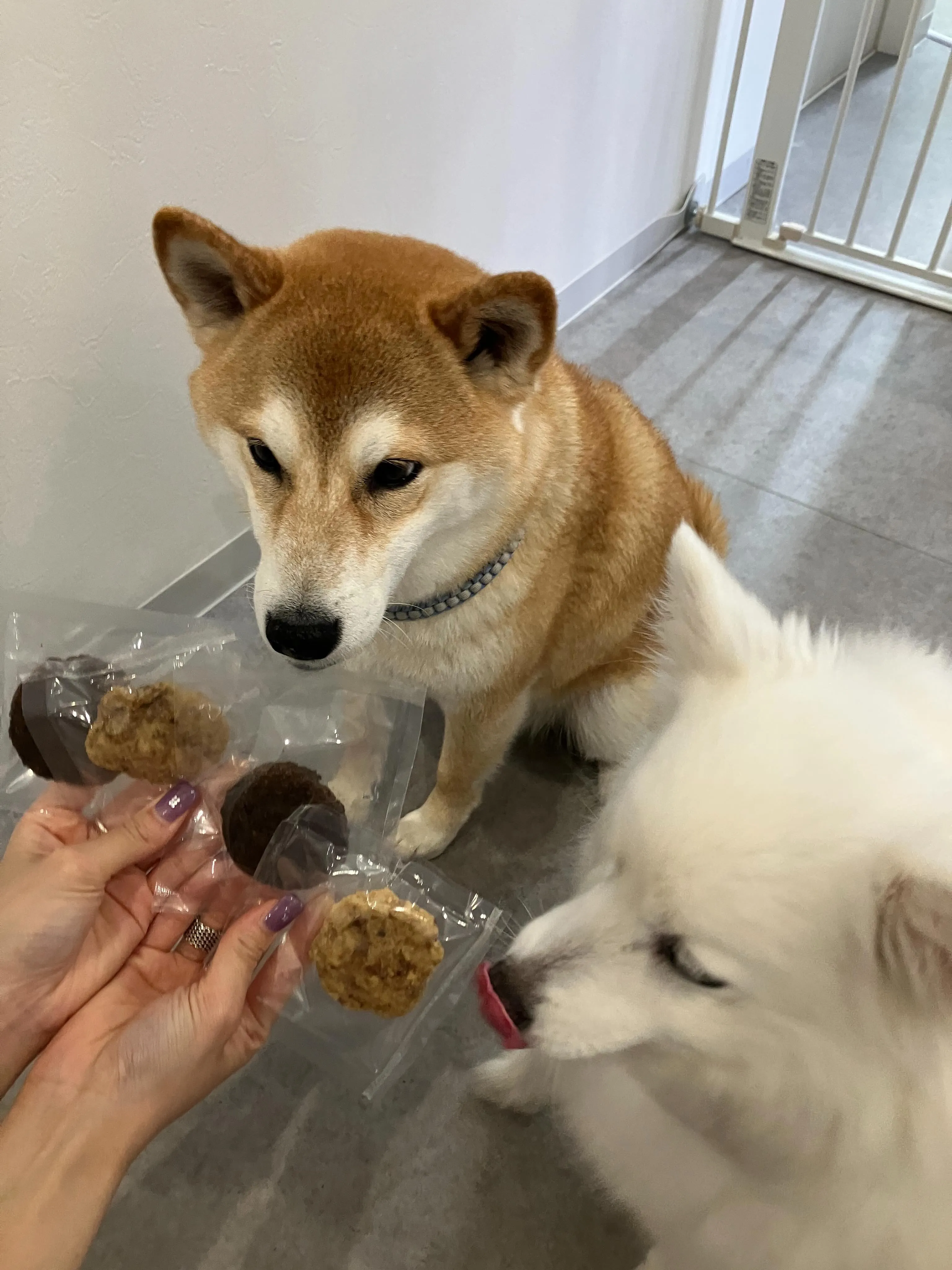 ご来店先着順！
