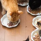 キャットフード